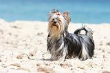YORKSHIRE TERRIER 105